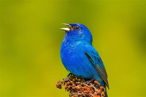 16 Interesting Facts About Indigo Buntings