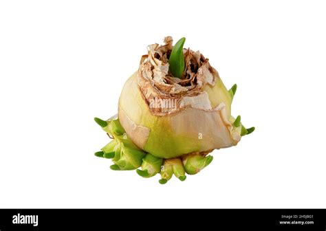 Bulb of hyacinth isolated on white background. Propagation of hyacinths ...