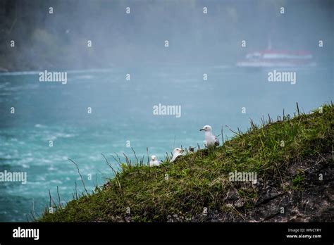 Cute Seagulls On The Shore At Niagara Falls Stock Photo Alamy