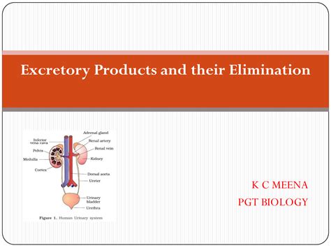 Solution Excretory Products And Their Elimination Studypool