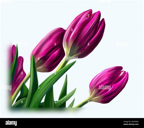 Digital Drawing Of Three Tulips Stock Photo Alamy