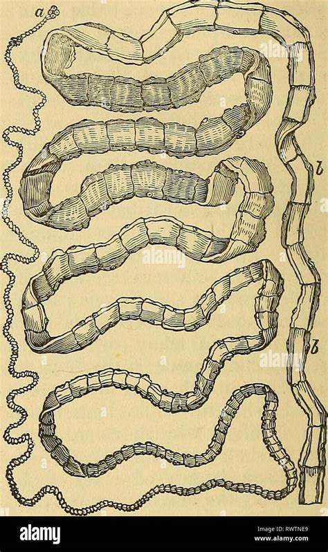 Elements of pathological anatomy (1843 Stock Photo - Alamy