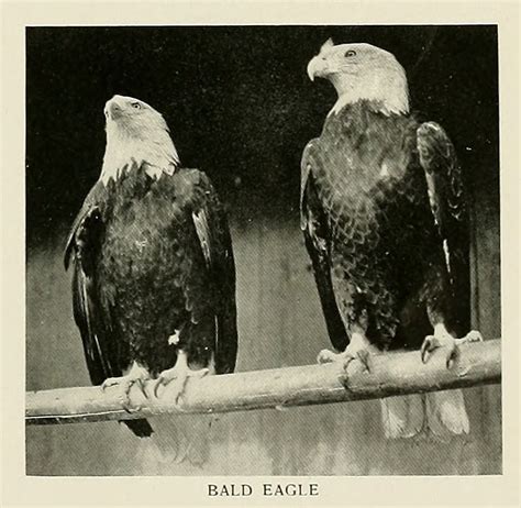 Bald Eagle From Zoological Society Bulletin Smithsonian Institution