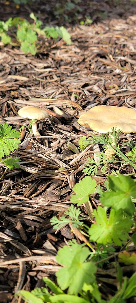Id Rmushrooms