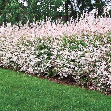 Flamingo Dappled Willow Gurney S Seed Nursery Co