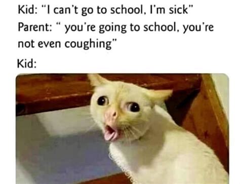 Story Of The Coughing Cat 10 Funny Coughing Cat Images And Memes