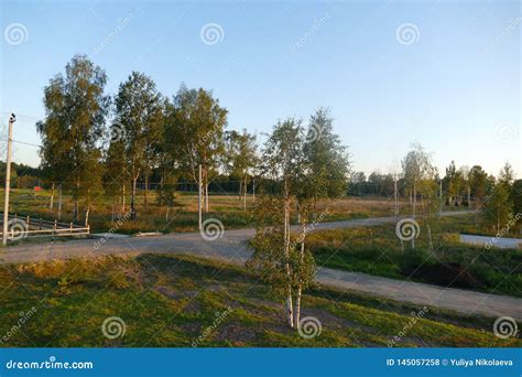 La Imagen De Un Camino Forestal Composici N Natural Del Vector Fotograf