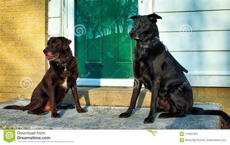 Rescue Dogs Chocolate Lab And Black Shepherd Mix Best Friends