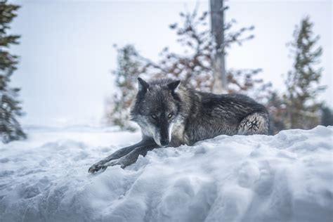 Gray Wolf Canis Lupus Apex Predator Winter Snow Fine Art Wildlife