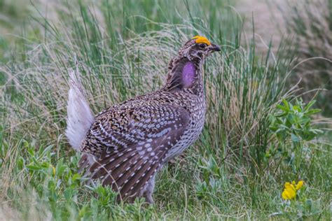 Feathers on Friday - Sharp-tailed Grouse Lek - Bird Boy