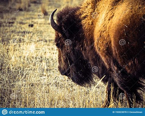 Closeup Of A Bison In Rocky Mountain Arsenal National Wildlife Refuge