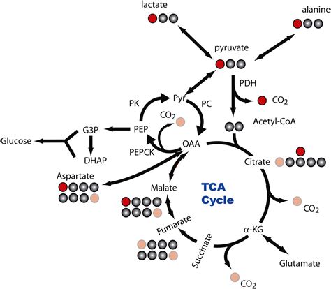 Pyruvate Carboxylase Reaction