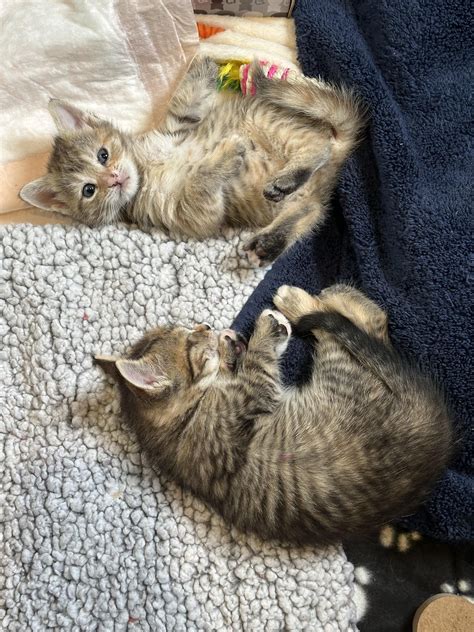 5 Week Old Kittens Rkittens
