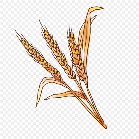 Free Material Png Transparent Autumn Wheat Png Free Material Autumn