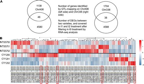 Frontiers Integrate Qtl Mapping And Transcription Profiles Reveal