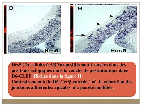 Ppt Analyse Dun Article Scientifique Powerpoint Presentation Free