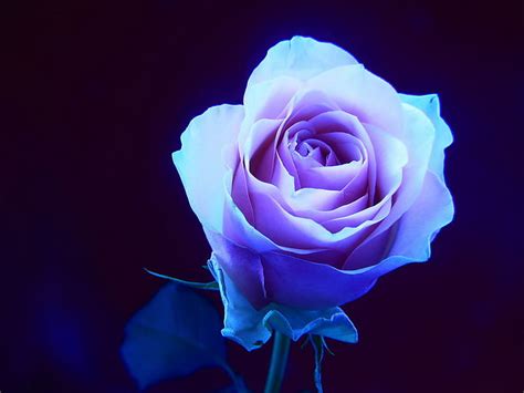 A Rose In The Dark Glowing Rose Flower Nature Bonito Hd Wallpaper