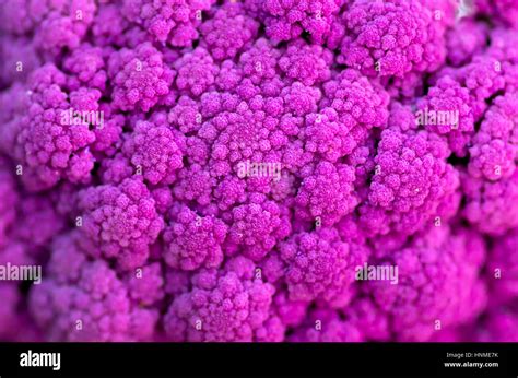 Harvest of cauliflower in the garden Stock Photo - Alamy