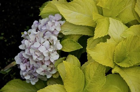 Bigleaf Hydrangea Hydrangea Macrophylla Lemon Daddy In The