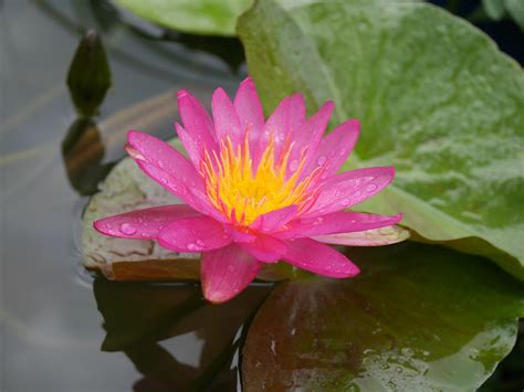 Nymphaea Munchusa HxT ISG Water Lily Thailand 005 Flickr