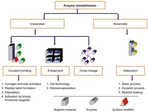 Nanomaterials Free Full Text Tyrosinase Immobilization Strategies