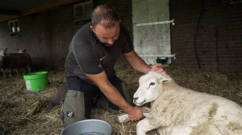 Duizenden Schapen Gaan Dood Door Blauwtong Ik Heb Liever De Wolf