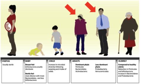 THE MICROBIOME L16 L17 L18 Human Microbiome Flashcards Quizlet