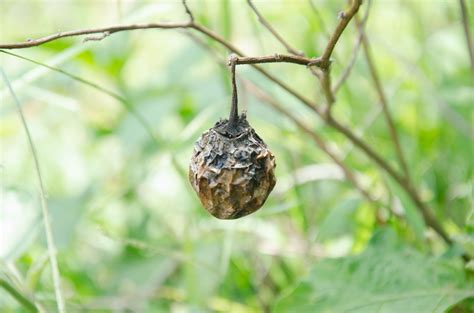 Dealing With Eggplant Diseases Food Gardening Network