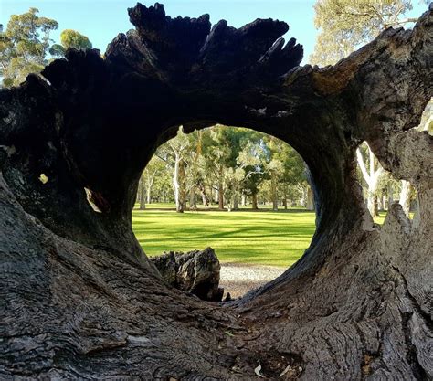 Hazelwood Park Reserve - Hazelwood Ave, Hazelwood Park SA 5066, Australia