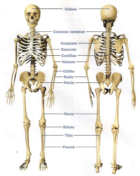 Nombre De Los Huesos Del Cuerpo Humano Imagui