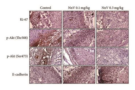 Effects Of Nnv On Hepg2 Tumor Growth And Induction Of Apoptosis A