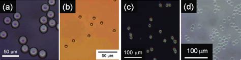 Photomicrographs Of A Agar B Calcium Alginate C Chitosan And