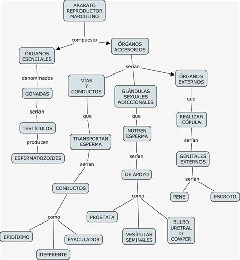 Mapa Mental Do Sistema Reprodutor Masculino Sololearn