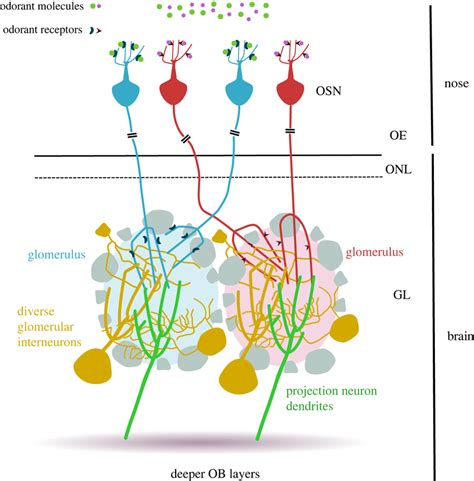 Mature Organization In The Projection Of Olfactory Sensory Neurons To