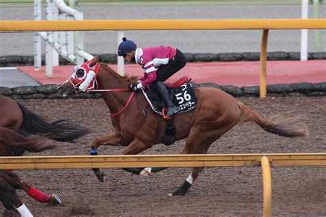 【日本ダービー】2週前追い シンエンペラーはcwコースで併せ馬 吉田助手「いい立ち上げができました」｜競馬ニュース｜競馬予想のウマニティ