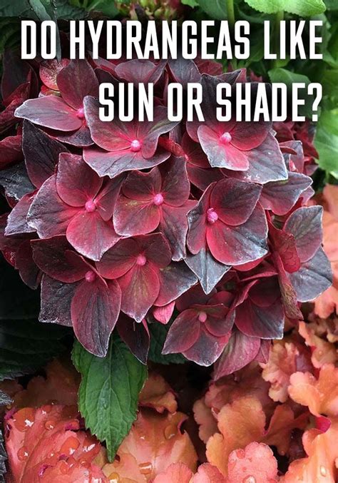 Do Hydrangeas Like Sun Or Shade In Hydrangea Plant Care