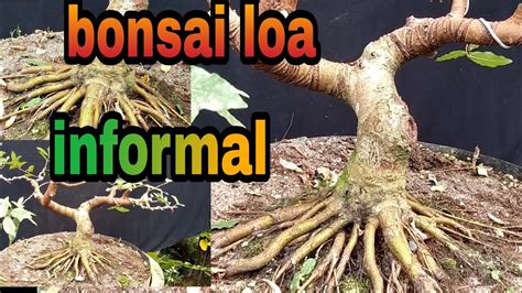 Membuat Gerak Dasar Bonsai Loa Gaya Informal Hasil Cangkok Budidaya