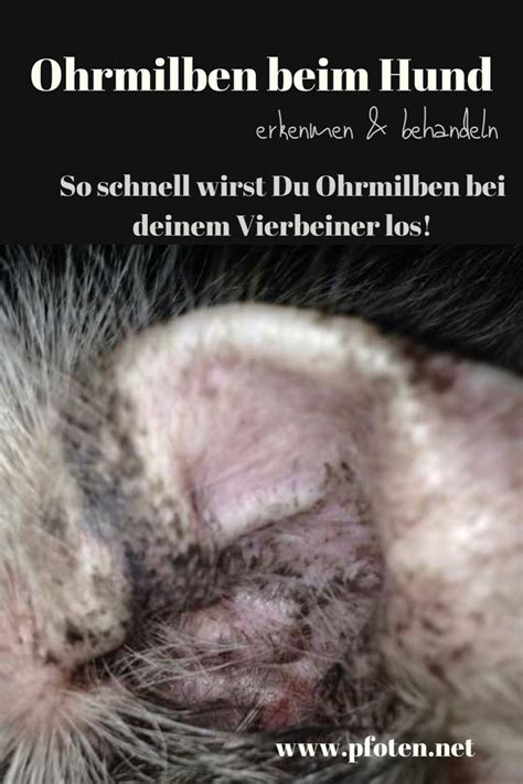 Ohrmilben Beim Hund Erkennen Und Behandeln Pfoten Net Hunde