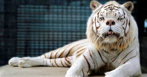 The Tragedy Of Kenny, The Supposed White Tiger With Down Syndrome