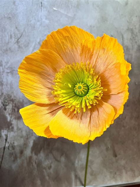 Crepe Paper Icelandic Poppy NEW DESIGN Etsy Denmark Icelandic