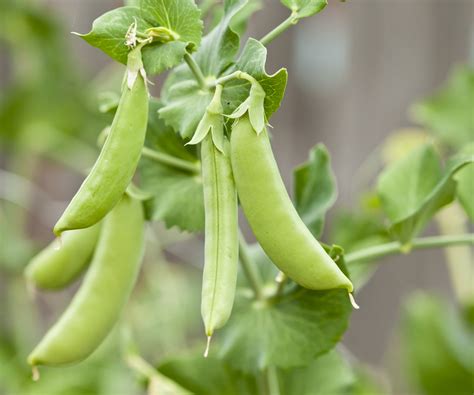 When to harvest snap peas and how to do it properly | Homes & Gardens