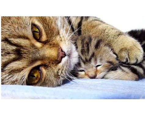 Mom Cat Hugs Her Baby Kitten Life With Cats