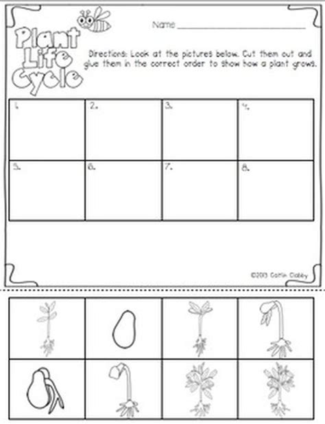 Plants Life Cycle Worksheets