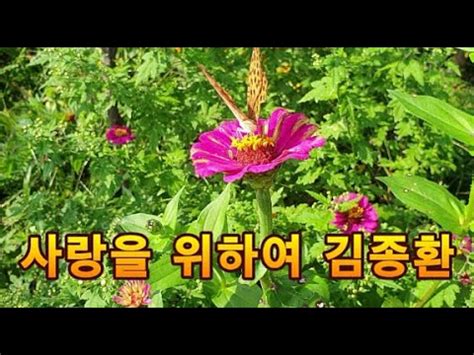 시골풍경 숙면채널 사랑을 위하여 김종환곡 YouTube