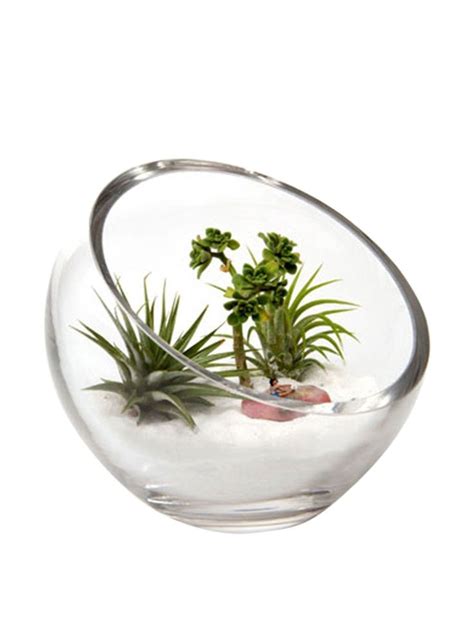 Chive Glass Terrarium Bowl Large Size Vases