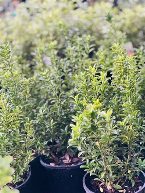 Euonymus ‘ Tom Thumb ‘ Neth Green