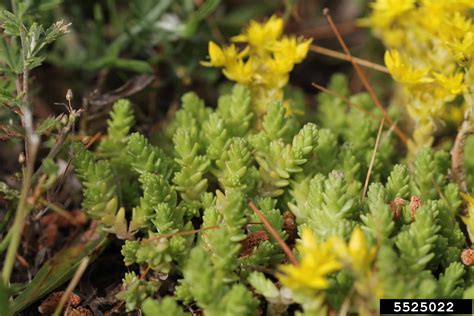 Goldmoss Stonecrop Invasive Species Council Of British Columbia