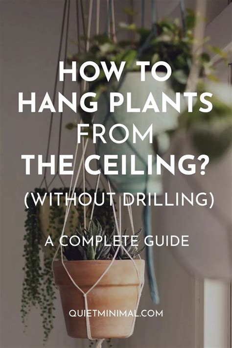 Hanging Plants From The Ceiling With Text Overlay Reading How To Hang