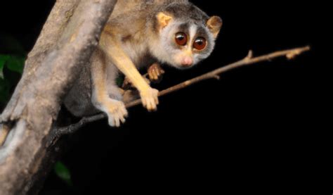 Slender Loris - Facts, Diet & Habitat Information