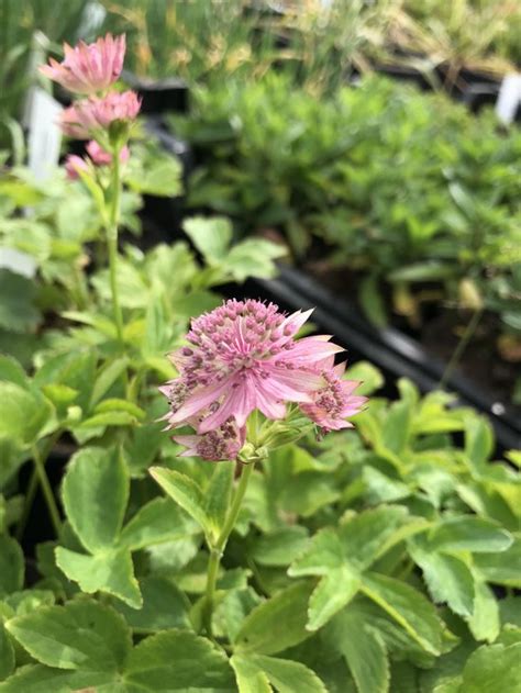 6 X Astrantia Major Pink Pride Zeeuws Knoopje P9 Pot 9 X 9cm